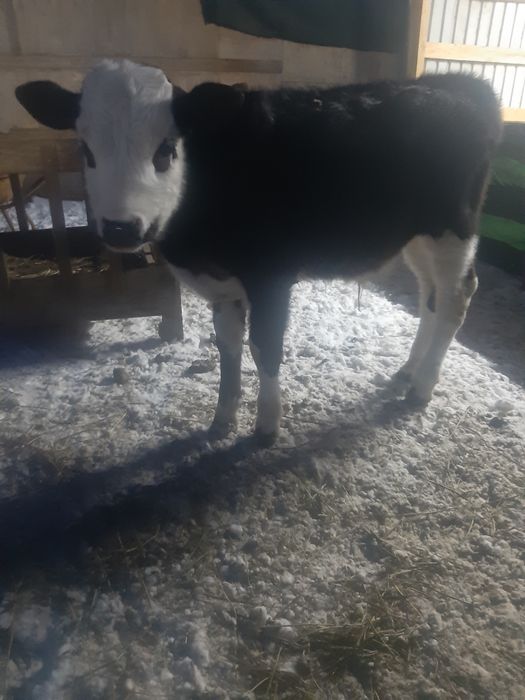 Продам теленка бычка