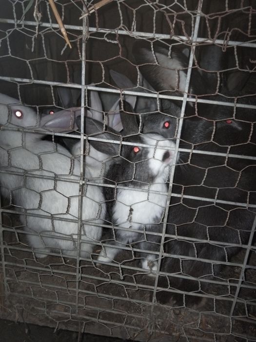 Vând iepuri diferite mărimi