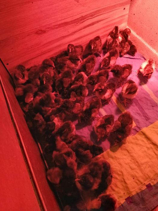 Vând pui de Wiandotte argintiu și gsg .Au 6 zile