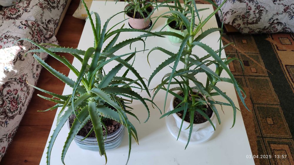 Продам Алоэ столетник