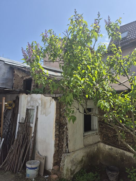 Liliac violet pentru grădină