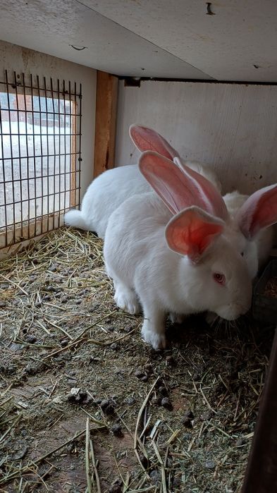 В продаже самцы фландр