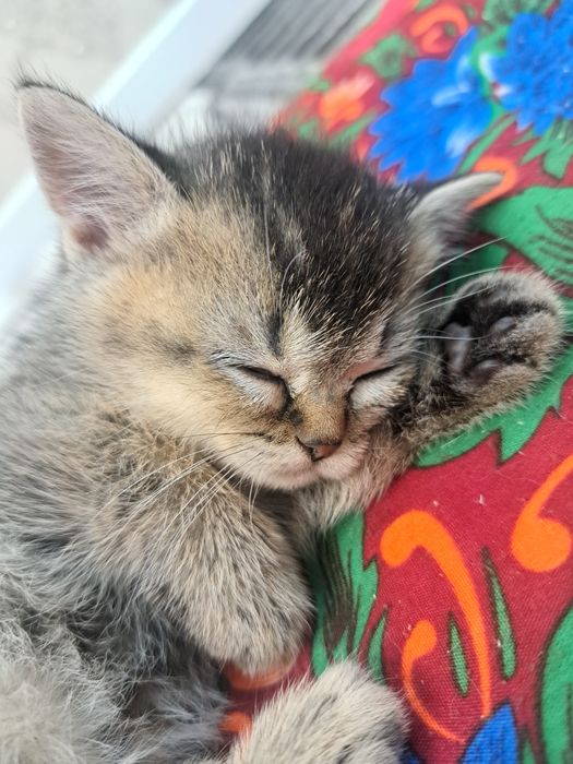 Продается котенок