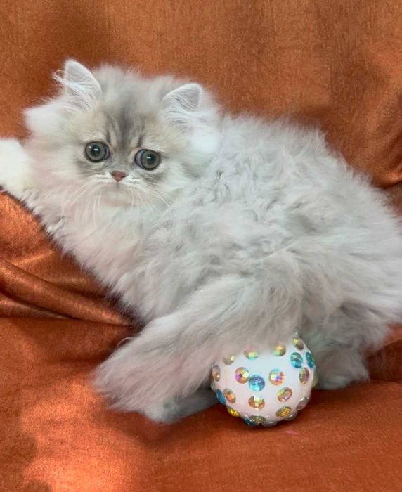 Pisica Persana Chinchilla cu Pedigree