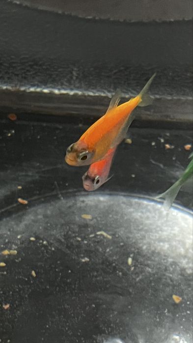 Продам аквариум с рыбками