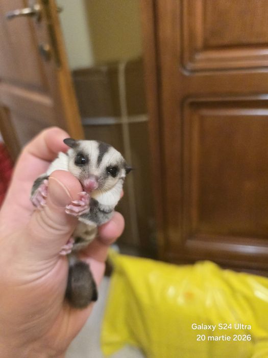 sugar glider (planor de zahar,veverita zburatoare)