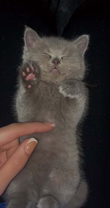 Котёнок породистый