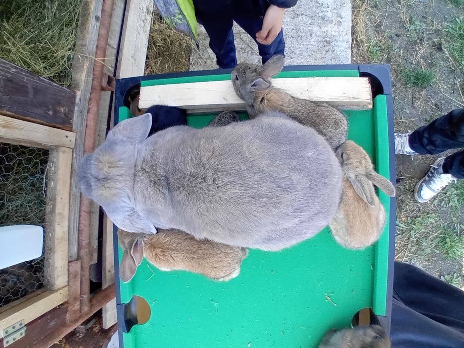 Vând pui Bebec German!!!