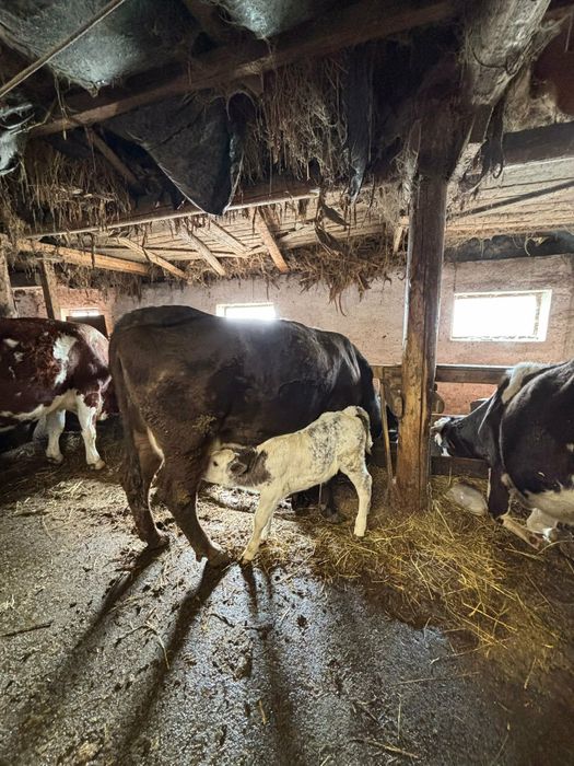 Am  vitei de vanzare