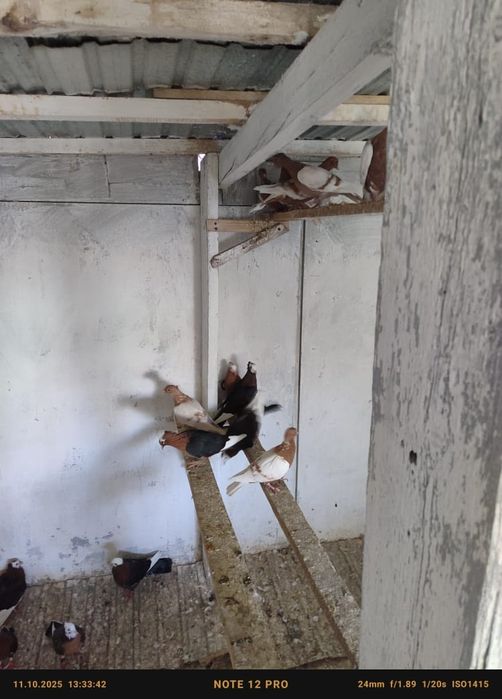 Голуби попы снегири белокрылые кептер