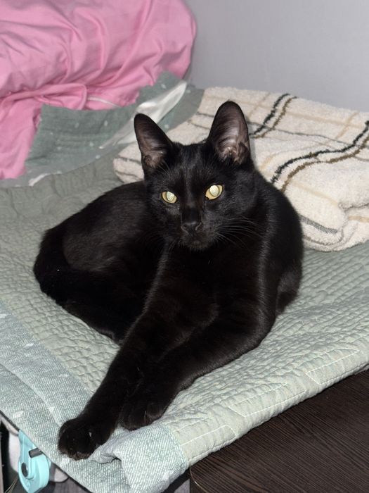 Кошку в добрые руки