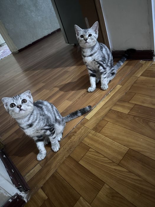 Отдам котят в Добрые Руки