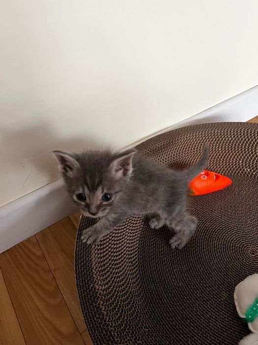 Отдам котенка даром в добрые руки