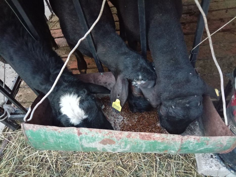 Qassob xizmati Qurbolu va Aqiqa
