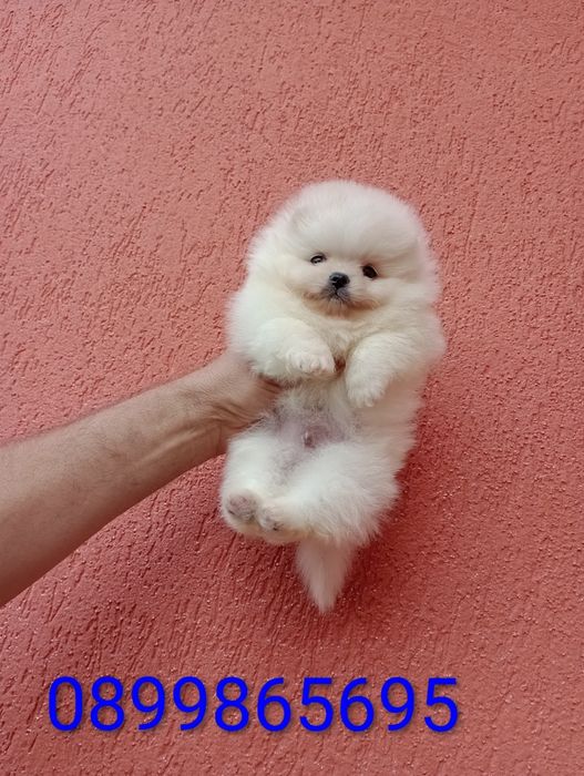 Мини Померани. Момиче и момче. Реални снимки !!!