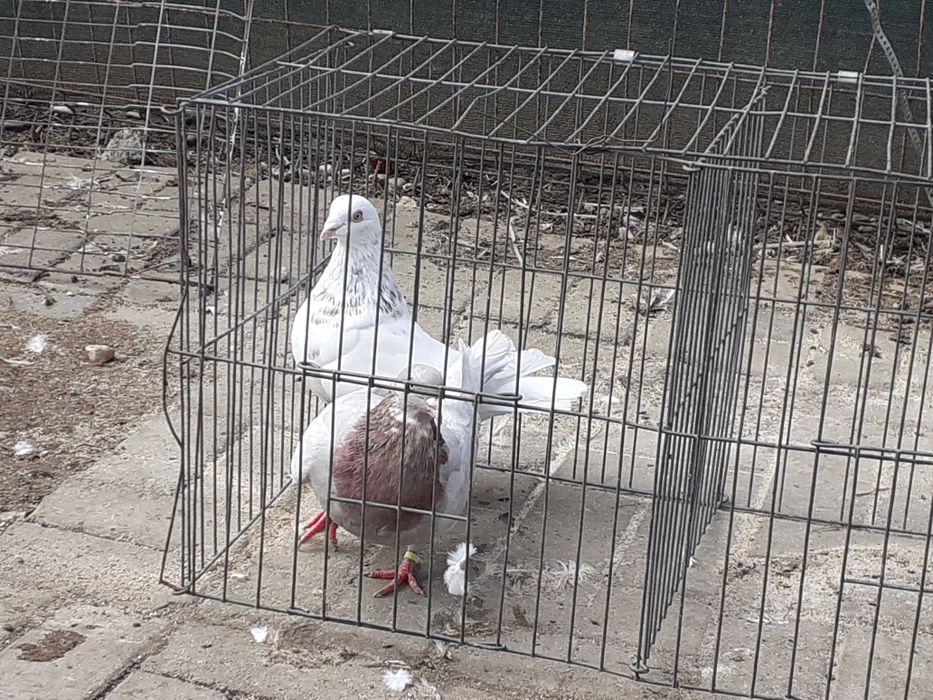 Vând pereche de porumbei de carne texani 800 gr bucata