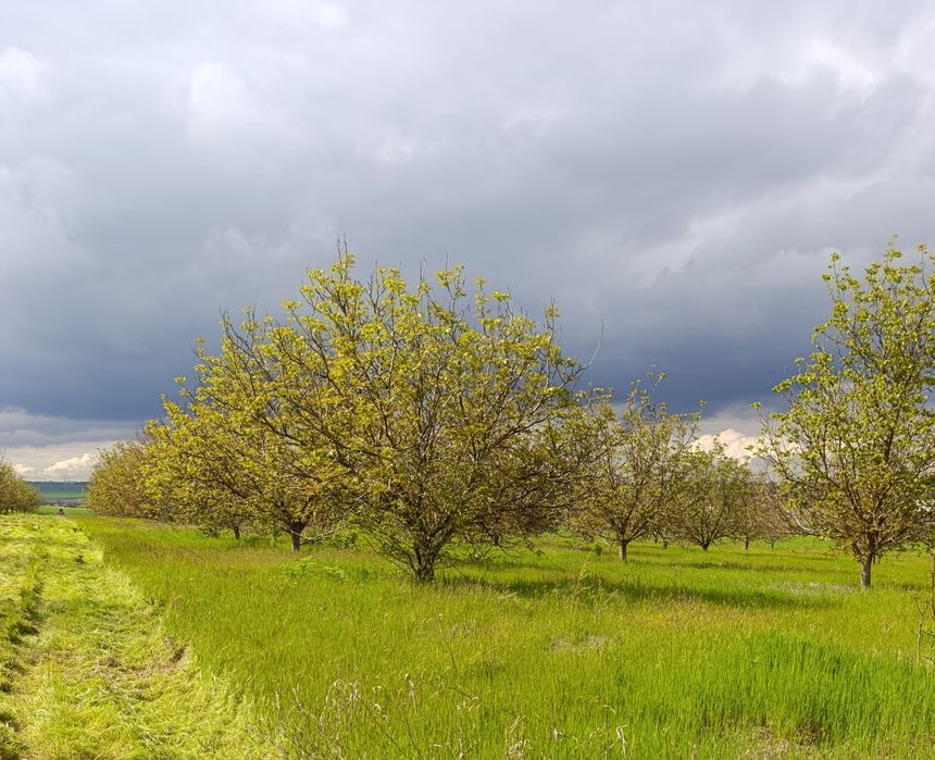 Продавам орехова градина