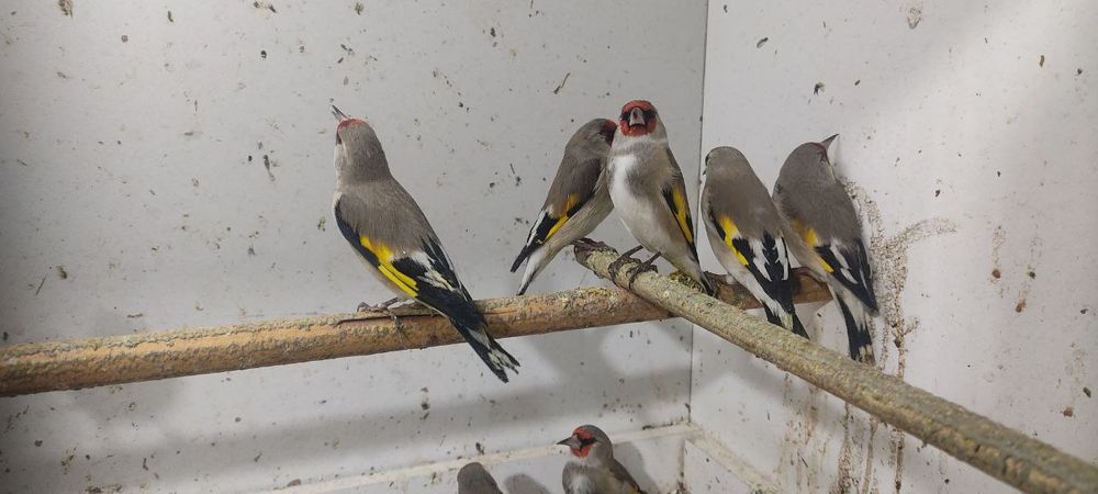 Ormon qushlari Sava repler sotiladi narxi 30 mingan 100 mingacha