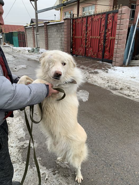 Отдам в добрые руки