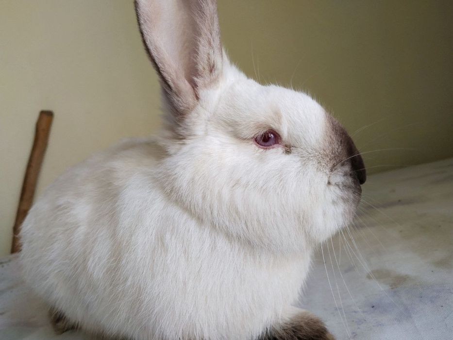 Куёнлар сотилади