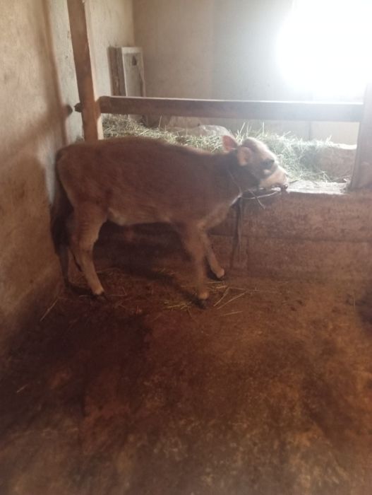 Продам телёнка бычка срочно