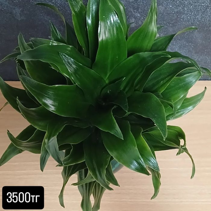 Комнатные растения от 2500