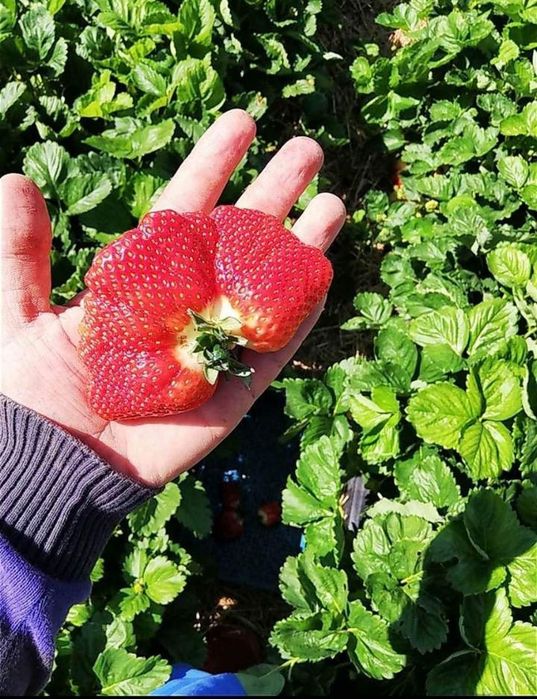 Продавм расът корени. От ягоди и малини