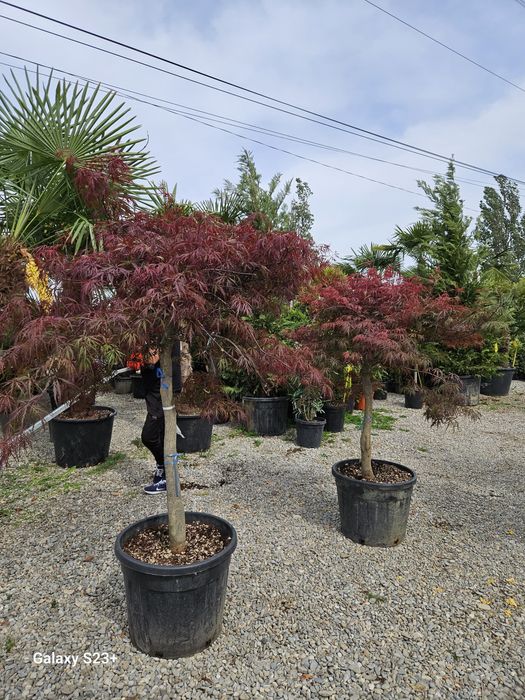 Vand artar japonez copac