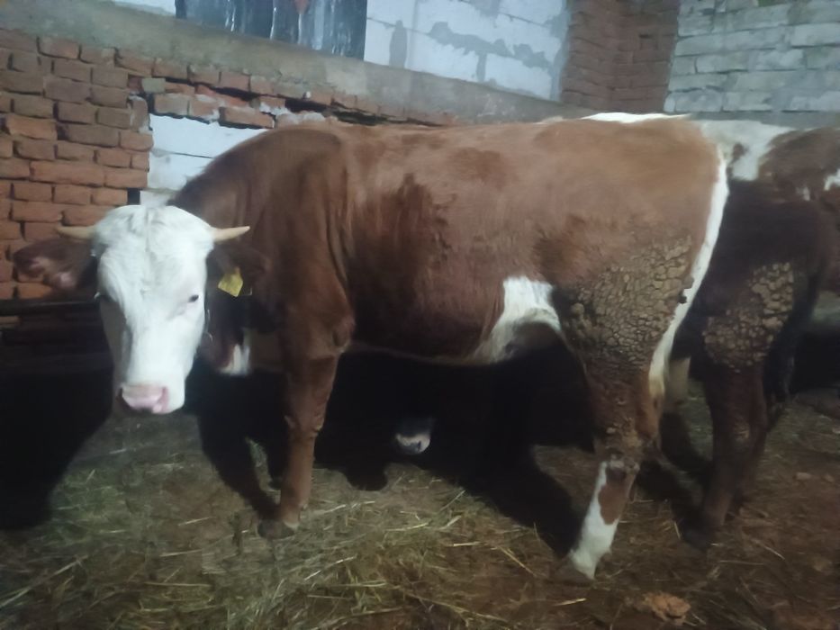 Vând jurinca la prima fătare gestanta in 5 luni