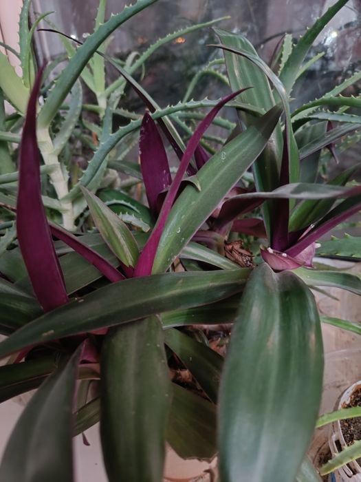 Продаются комнатные цветы