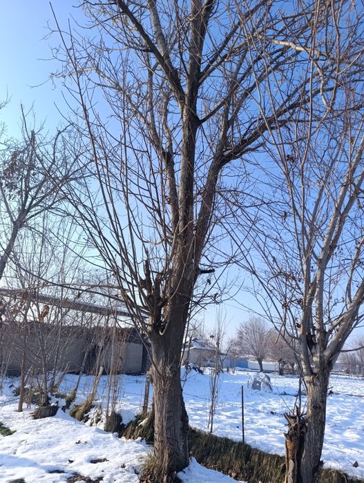 Yongoq darahti 2 dona