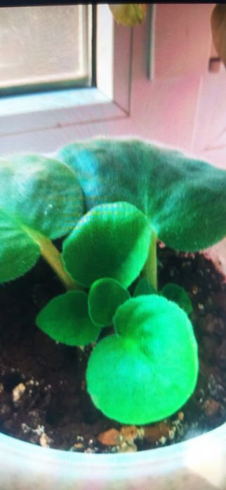 Продам комнатные цветы