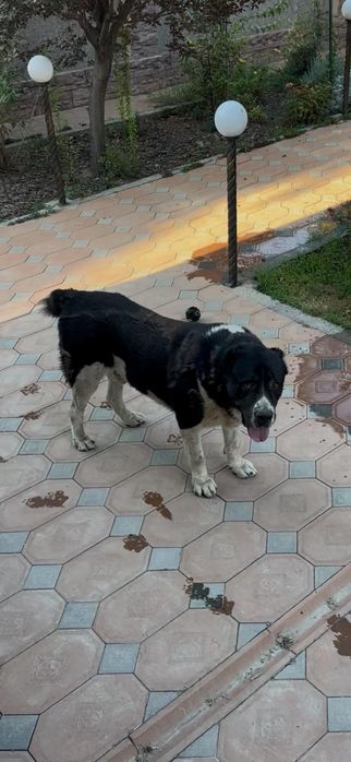 Пропала собака породы алабай. Вознаграждение 50 000. Шымкент