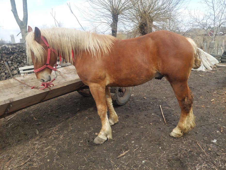 Vând mânz de 2 ani