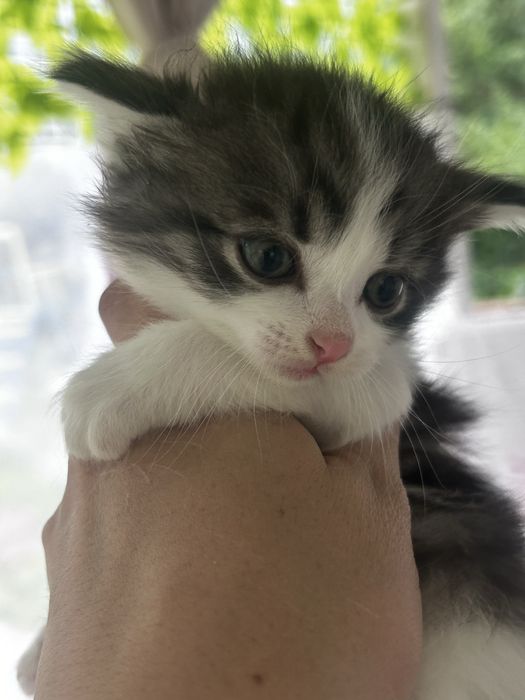 Котенок бесплатно
