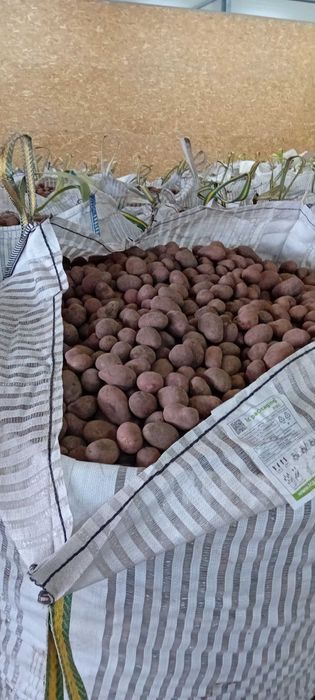 Cartofi sămânță(cartofi pentru animale)
