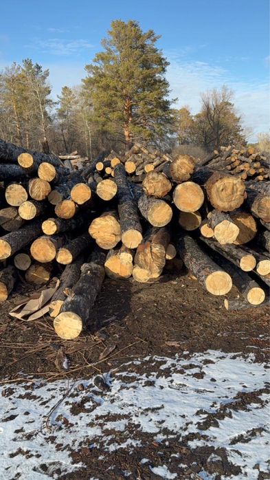 Лес кругляк круглый деловой строительный бревно под пилораму сырой
