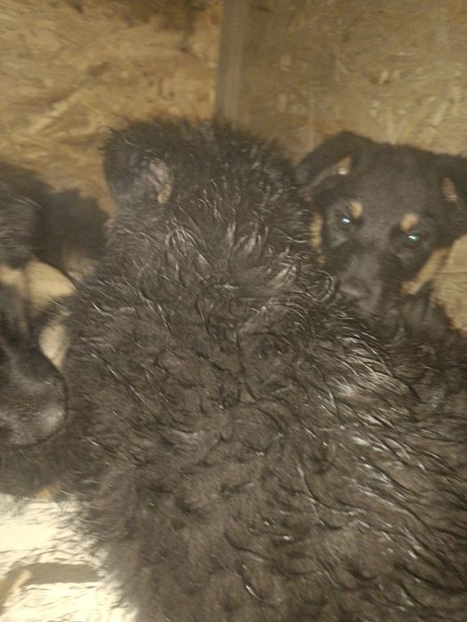 Отдам крупных щенков помесь с немцем