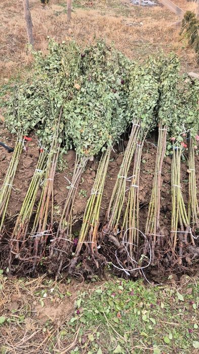 Розы  саженцы оптом