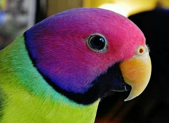 Сливоголовый попугай 5 мес