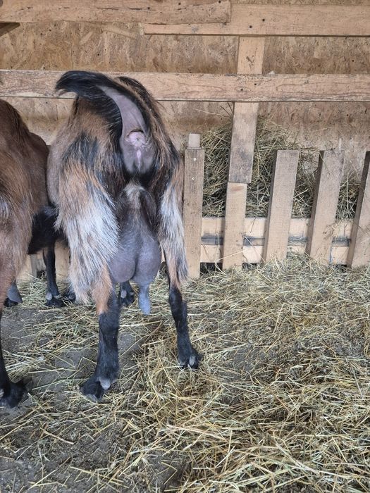 Vand capre pentru lapte