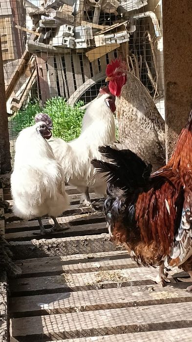 Продам петухов разных