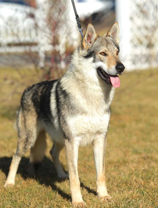 pui lup cehoslovac calitate deosebita