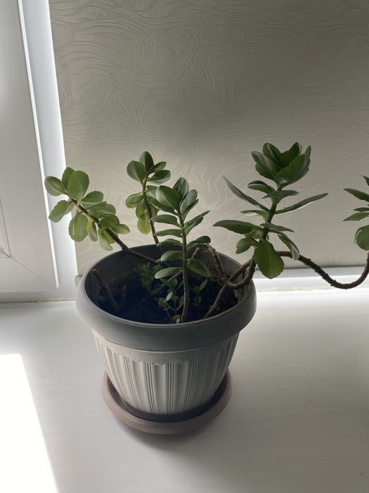 Цветы 2000 тг-1500 тг-1000 тг