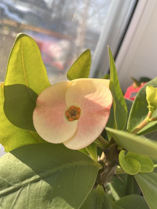 Продам не дорого