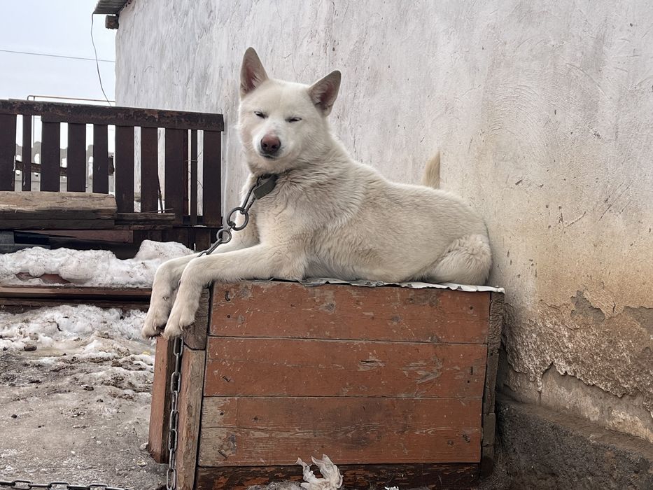 Лайка чисткровный