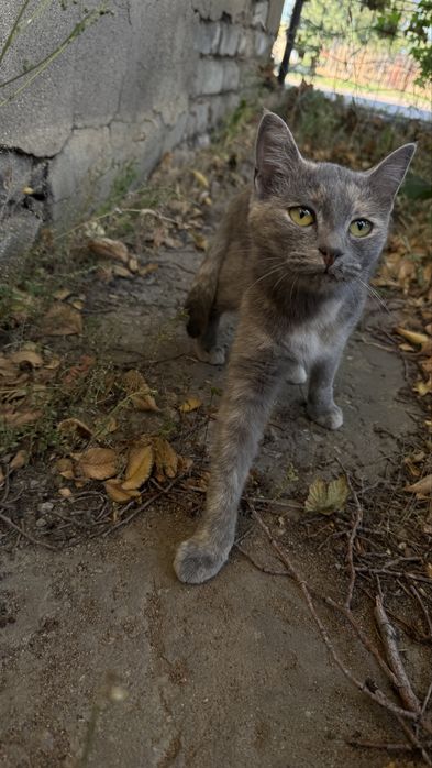 Отдам кота в добрые руки