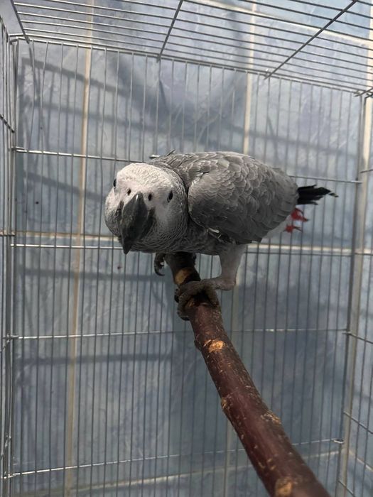 Жако попугай 8 месяцев Питается очень хорошо.