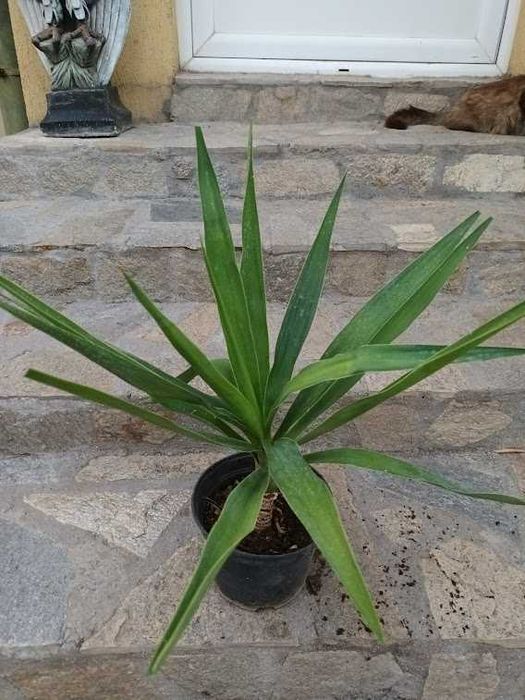 Палма - различни видове и размери палми