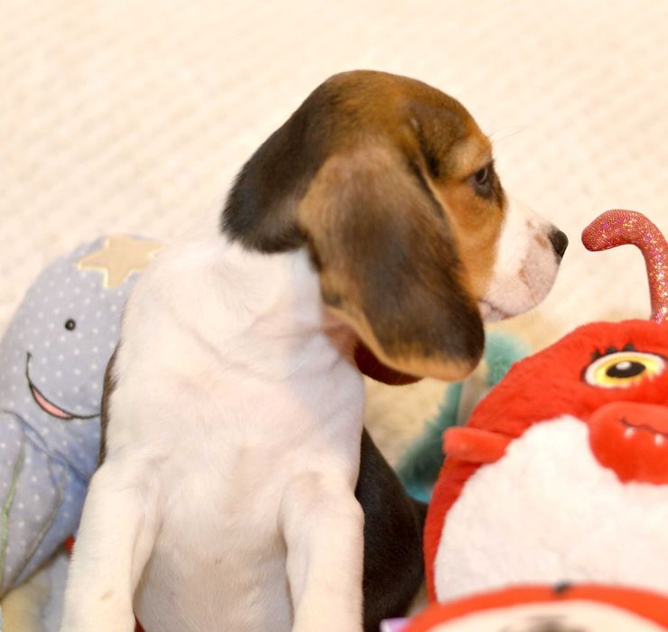 Pui Beagle tricolor din parinti cu pedigree